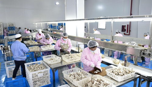 湖北隨州逸村機(jī)械 數(shù)字化賦能食用菌裝備，智造產(chǎn)品暢銷海內(nèi)外